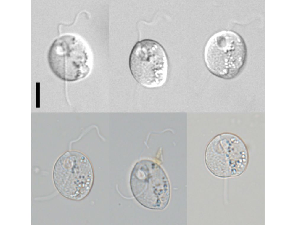 Neometanema ovale