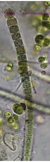 Microchaete