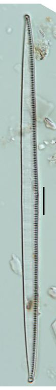 Nitzschia heufleriana