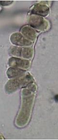 Pleurocapsa