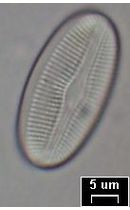 Diploneis elliptica