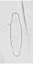 Navicula protracta