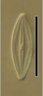 Microcostatus krasskei