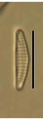 Eunotia paludosa