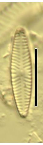 Navicula cryptotenella