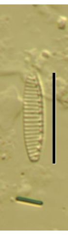 Nitzschia inconspicua