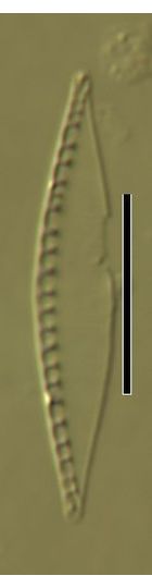 Navicula sociabilis