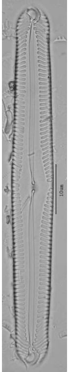Pinnularia macilenta