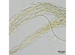 CT255 - Pseudophormidium sp.