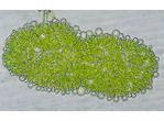 Botryococcus