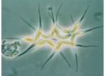 Didymogenes
