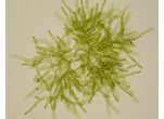 Microthamnion