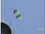 Oocystis lacustris