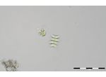 Oocystis parva