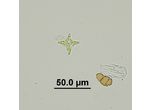 Polyedriopsis