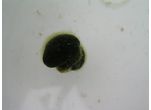 Codium effusum
