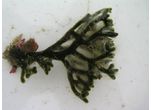 Codium fragile