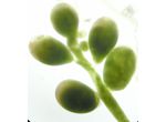 Halimeda
