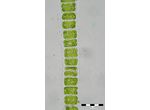 Ulothrix