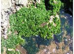 Ulva lactuca