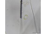 Bacillariophyceae