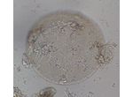 Actinocyclus