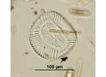 Campylodiscus