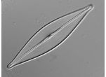 Craticula