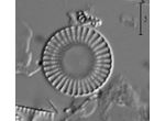 Cyclostephanos