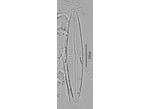 Cymbopleura