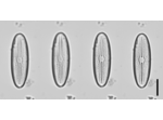 Diploneis