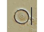 Discostella