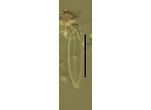 Encyonopsis
