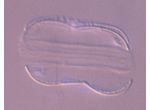 Entomoneis
