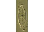 Geissleria