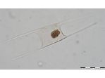 Hemiaulus