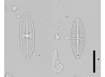 Lemnicola