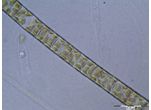 Melosira varians