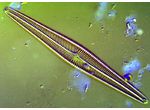 Navicula
