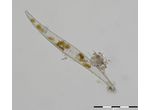 Pleurosigma