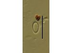 Psammothidium
