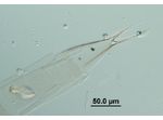 Rhizosolenia