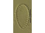 Surirella