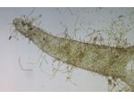 Hydrurus