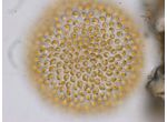Uroglena