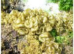 Colpomenia