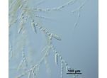 Ectocarpus