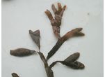 Fucus