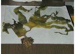 Laminaria