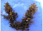 Sargassum vulgare